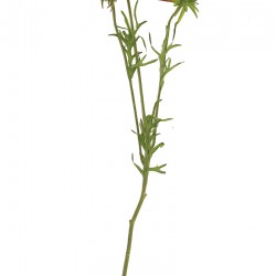 نبات صناعي نبات صناعي