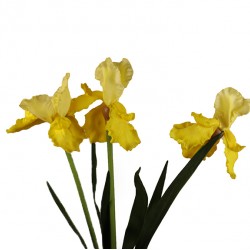 زهرة السوسن لون أصفر زهرة السوسن لون أصفر