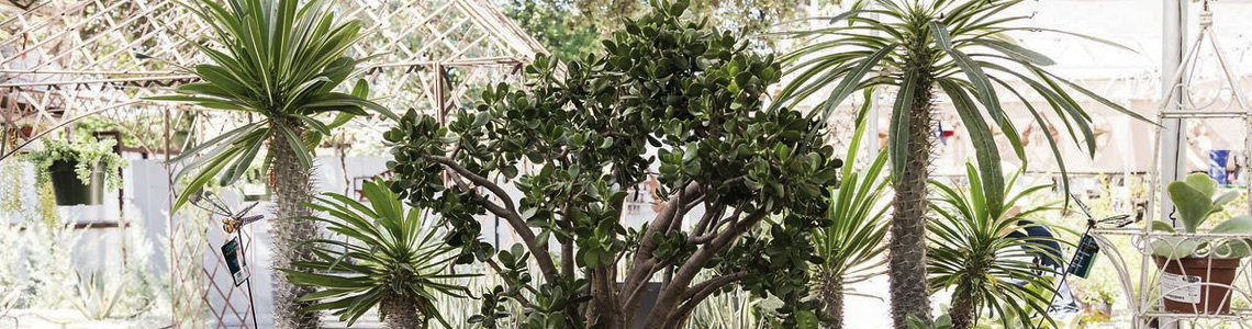Trees & Plants Trees & Plants